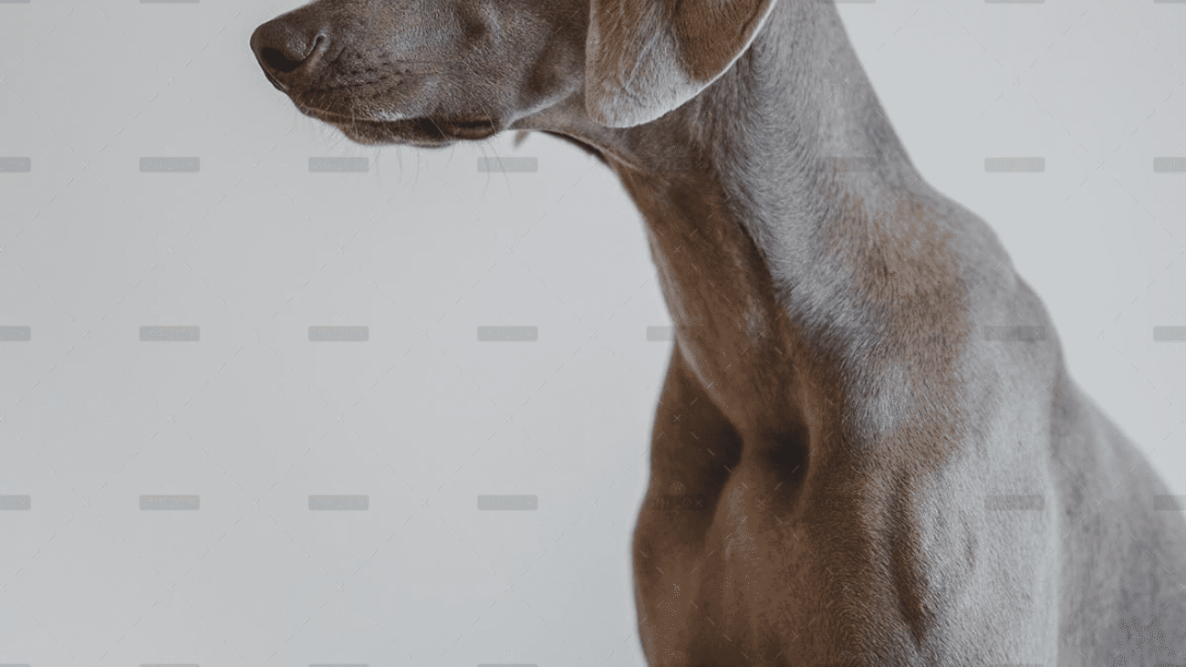 demo-attachment-4057-cristofer-jeschke-3HjLaBmY2a4-unsplash
